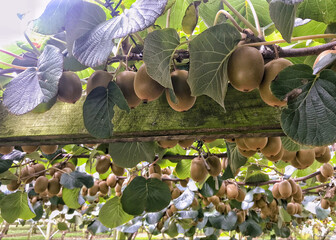 Kiwi Fruit Ripening In A Kiwi Orchard In New Zealand With Bokeh