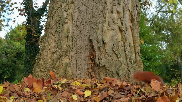 Eichh&ouml;rnchen (Sciurus vulgaris), klettert am Baumstamm im Herbst, Deutschland