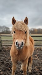 Fototapeta premium Close-up portrait of a brown miniature horse standing in a rural paddock with a wooden fence in the background on a cloudy day