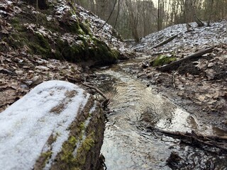 stream in the forest