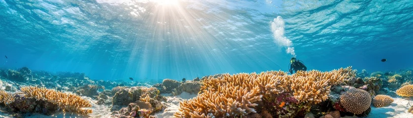 Gordijnen A diver explores a vibrant coral reef under sunlight, showcasing the beauty of marine life and underwater ecosystems. © Chanoknan