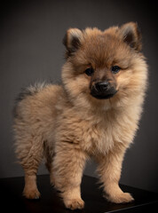 Spitz Welpe im Fotos Studio Mittelspirt orange sable