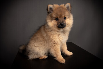 Spitz Welpe im Fotos Studio Mittelspirt orange sable