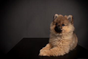 Spitz Welpe im Fotos Studio Mittelspirt orange sable