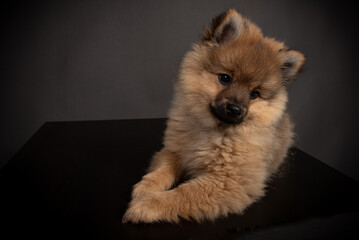 Mittelspitz Welpe in Orange Sable 