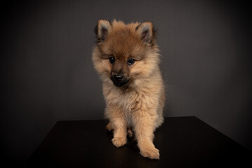 Spitz Welpe im Fotos Studio Mittelspirt orange sable