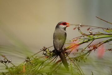 The common waxbill (Estrilda astrild), also known as the St Helena waxbill, is a small passerine bird belonging to the estrildid finch family. Fortaleza Ceará, Brazil.