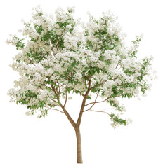 Obraz premium PNG Fringe Tree tree blossoms isolated.