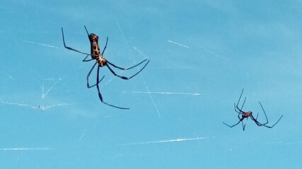Photo of Trichonephila clavipes - Golden-web spider