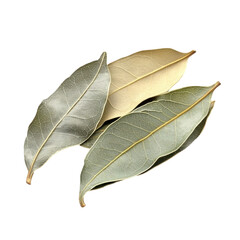 bay leaf isolated on white background