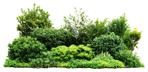PNG Bushes and shrubs outdoors nature garden.