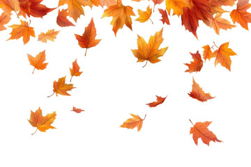 autumn leaves on white background