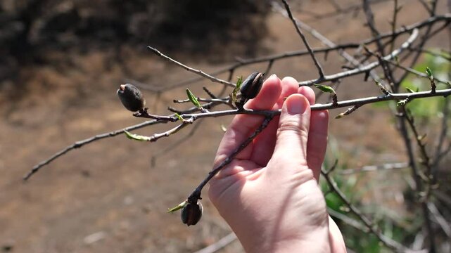 Almond Harvest in Tenerife, 4K Rural Farming Scene