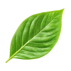 Obraz premium green leaf on white background
