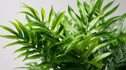 Fototapeta premium Detailed shot of a plant with lush green foliage