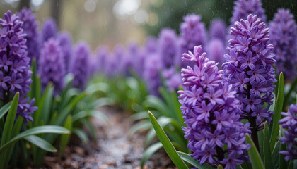 Obraz premium Velvet purple hyacinths blooming in rain, beauty in harshness