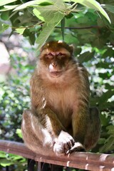 Berber monkey