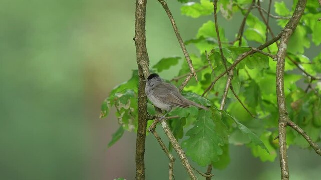 M&auml;nnliche M&ouml;nchsgrasm&uuml;cke (Sylvia atricapilla), im Sommer, Hessen, Deutschland