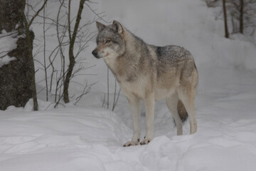 Eastern wolf Canis lycaon or Canis lupus lycaon, peering out of the wooded forest in winter