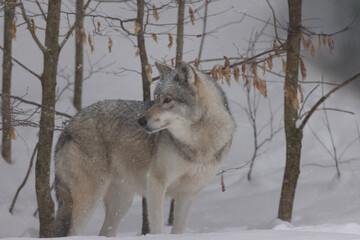 Eastern wolf, Canis lycaon or Canis lupus lycaon, peering out of the wooded forest in winter
