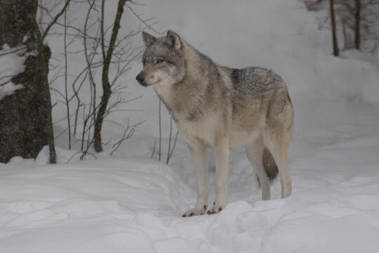 Eastern wolf Canis lycaon or Canis lupus lycaon, peering out of the wooded forest in winter