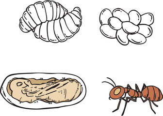 Vector Illustration of Ant Life Cycle - Isolated Educational Image Showing Development Stages