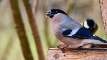 Obraz premium Gimpel am Vogelhäuschen