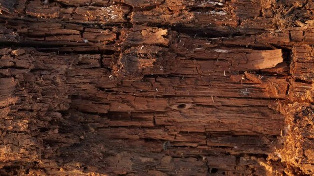 old rotten tree trunk texture