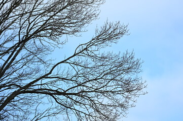 Obraz premium Arbres nus hiver