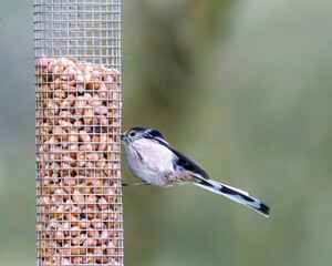 Naklejka premium Long tailed tit on a peanut bird feeder. British garden birds.