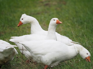 White Goose Grazing in the Garden
