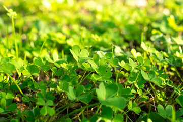 Closeup of leaf clovers in sunset