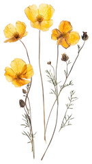 Naklejka premium PNG Buttercups flowers pressed petals.