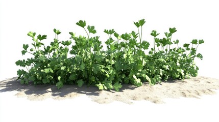 Obraz premium Desert Vegetation