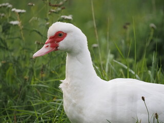  large Muscovy duck, highlighting its distinctive features and vibrant plumage in a natural outdoor setting