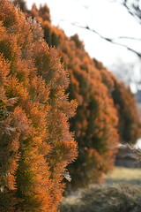 Thuja orientalis 'Morgan' is a variety of oriental arborvitae characterized by a conical growth habit and soft, dense foliage. Reaches a height of 120-140 cm in adulthood, with a crown width of 70-90 