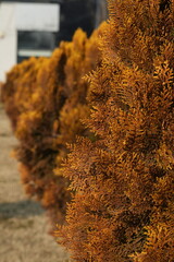 Thuja orientalis 'Morgan' is a variety of oriental arborvitae characterized by a conical growth habit and soft, dense foliage. Reaches a height of 120-140 cm in adulthood, with a crown width of 70-90 