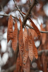 Three-spined honey locust or common honey locust (lat. Gleditsia triacanthos L.) is a species of tree from the genus Gleditsia of the Fabaceae family.