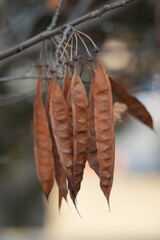 Three-spined honey locust or common honey locust (lat. Gleditsia triacanthos L.) is a species of tree from the genus Gleditsia of the Fabaceae family.