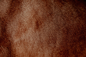 Texture of red short coat for background