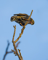 Screaming starling perches on the branch on blue sky background