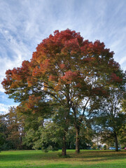 Naklejka premium Japanese zelkova in park on blue sky clouds background