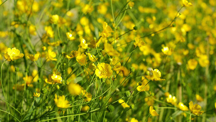 Obraz premium Spring yellow meadow flowers Buttercup. Flowers Ranunculus acris.