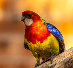 Eastern Rosella portrait