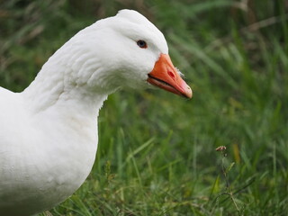 white domestic geese grazing peacefully on a meadow, showcasing their natural behavior in a serene rural landscape