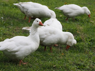 Obraz premium white domestic geese grazing peacefully on a meadow, showcasing their natural behavior in a serene rural landscape
