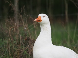 white domestic geese grazing peacefully on a meadow, showcasing their natural behavior in a serene rural landscape