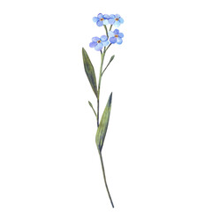 Forget-me-not flower. Hand drawn watercolor illustration.