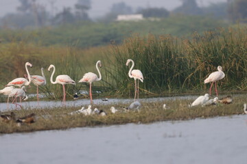 This breathtaking image captures a flamingo in its natural habitat at Bhigwan, Maharashtra, a renowned birdwatching destination. With its elegant long legs, curved neck, and striking pink feathers