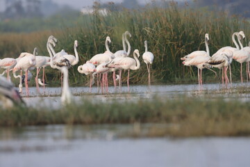 This breathtaking image captures a flamingo in its natural habitat at Bhigwan, Maharashtra, a...